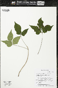 Toxicodendron rydbergii image