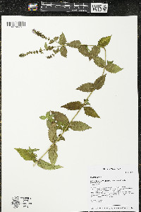 Mentha spicata image