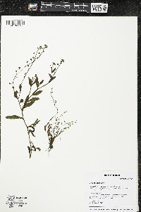 Myosotis laxa image