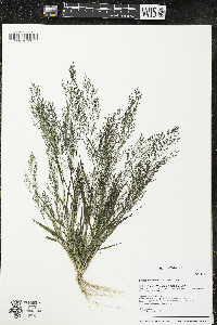 Eragrostis frankii image