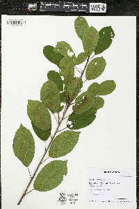 Frangula alnus image