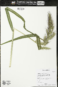 Echinochloa walteri image