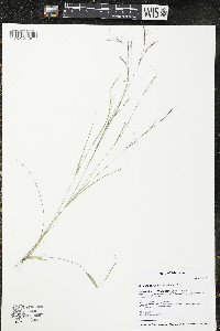 Aristida basiramea image