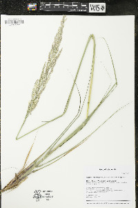 Calamovilfa longifolia image