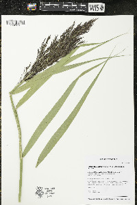 Phragmites australis image