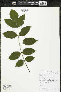 Fraxinus excelsior image