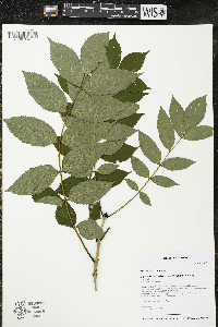 Fraxinus excelsior image