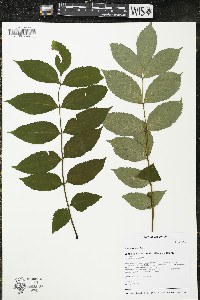 Fraxinus excelsior image