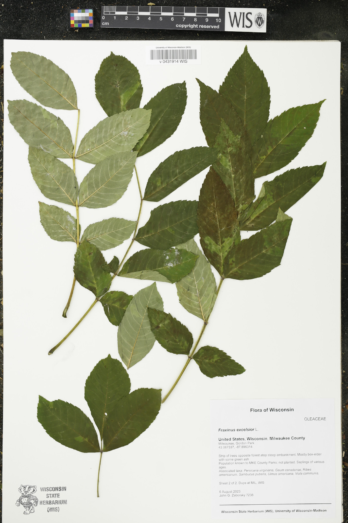 Fraxinus excelsior image