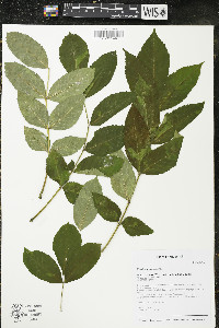 Fraxinus excelsior image