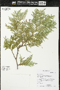 Thuja occidentalis image