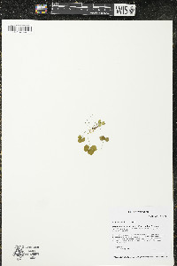 Coptis trifolia image
