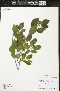 Frangula alnus image