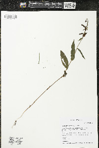 Epipactis helleborine image