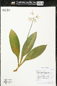 Clintonia borealis image