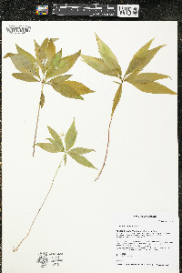 Trientalis borealis image