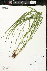 Carex sparganioides image