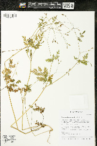 Chaerophyllum procumbens image
