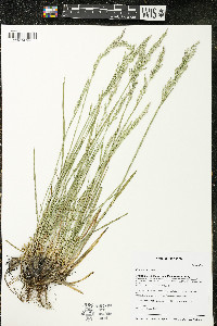 Poa arida image