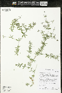 Galium concinnum image