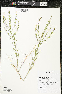 Lepidium densiflorum image