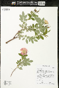 Rosa acicularis image