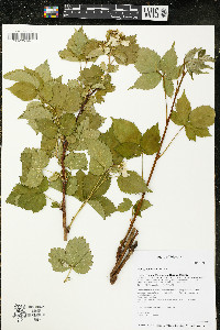 Rubus recurvans image