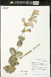 Penstemon grandiflorus image