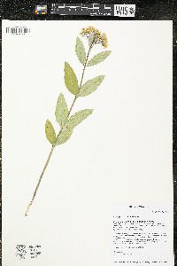 Asclepias ovalifolia image