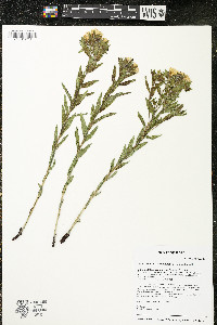 Lithospermum caroliniense image