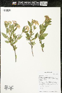 Ceanothus herbaceus image