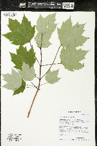 Acer rubrum var. rubrum image