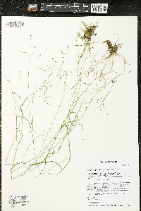 Poa paludigena image