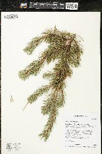 Pinus banksiana image