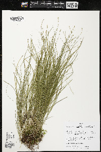 Carex radiata image