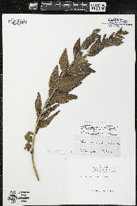 Lithospermum parviflorum image