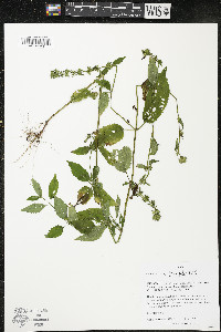 Stachys tenuifolia image