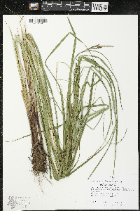 Carex trichocarpa image