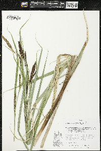 Carex lacustris image