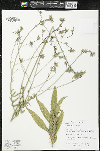 Oenothera gaura image