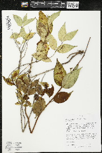 Diervilla lonicera image