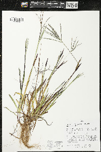 Digitaria ischaemum image