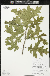 Quercus ellipsoidalis image