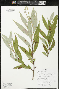 Salix × fragilis image