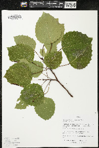 Populus grandidentata image