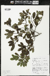 Ilex mucronata image