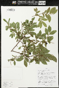 Vaccinium myrtilloides image