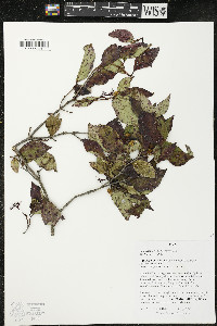 Cornus racemosa image