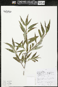 Salix × fragilis image
