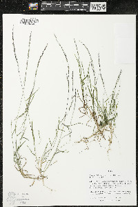 Muhlenbergia schreberi image